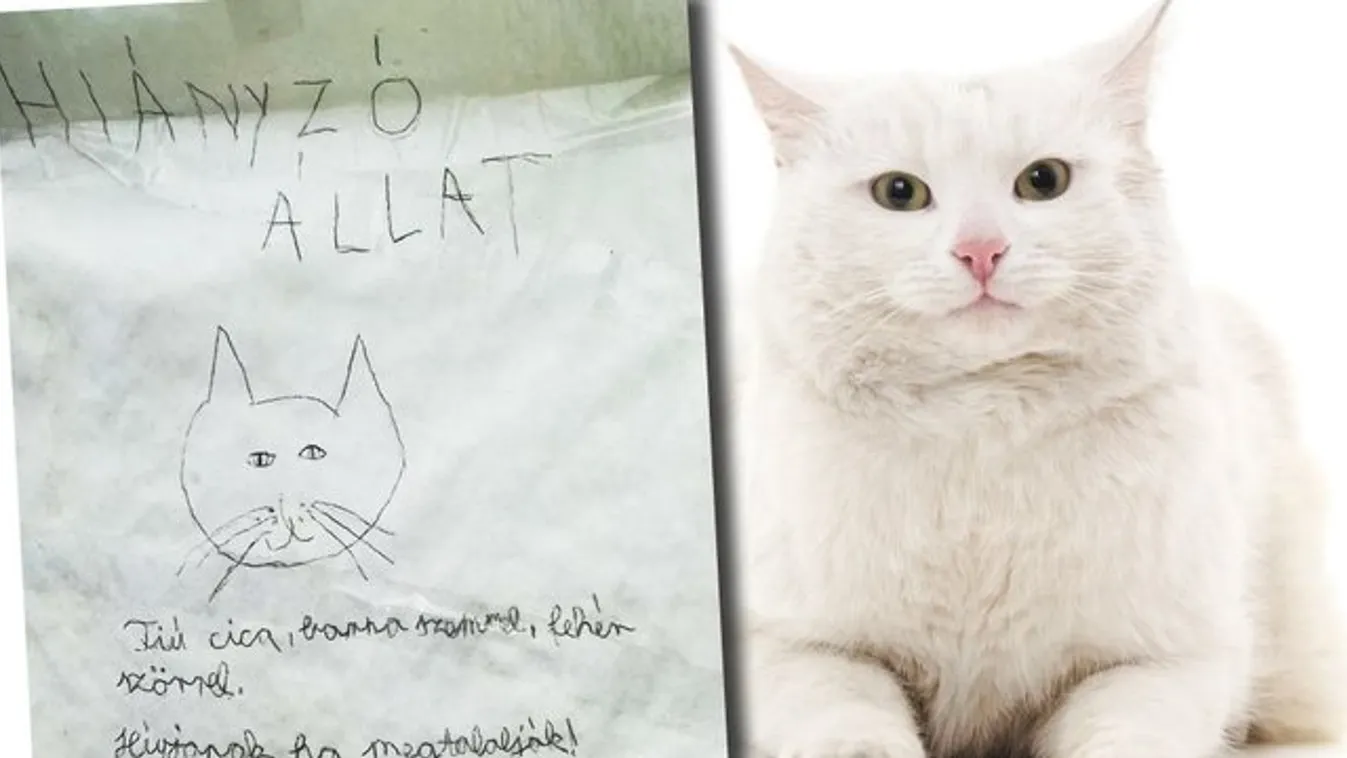 Cuki: Fantomképet rajzolt elveszett cicájáról Fanni