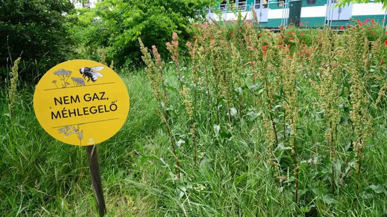 Kivannak a kutyások és az allergiások a budapesti méhlegelők miatt