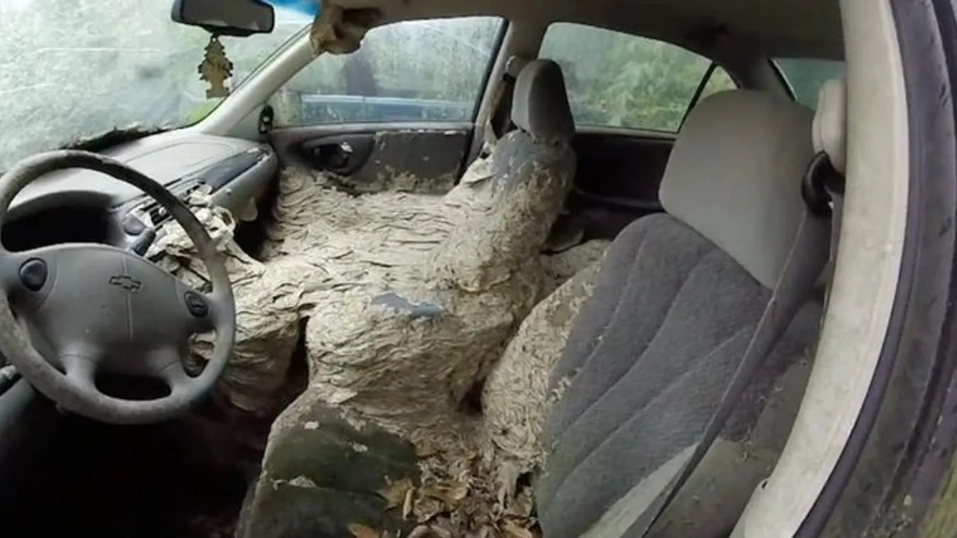 Vérfagyasztó! Milliónyi darázs fészkelte be magát egy autóba – videó