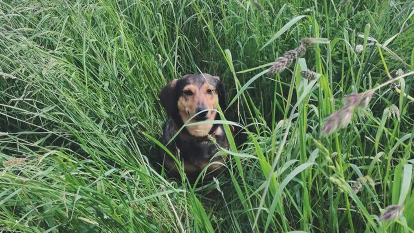 Találd meg Tubit, a Bors kutyáját! fotó