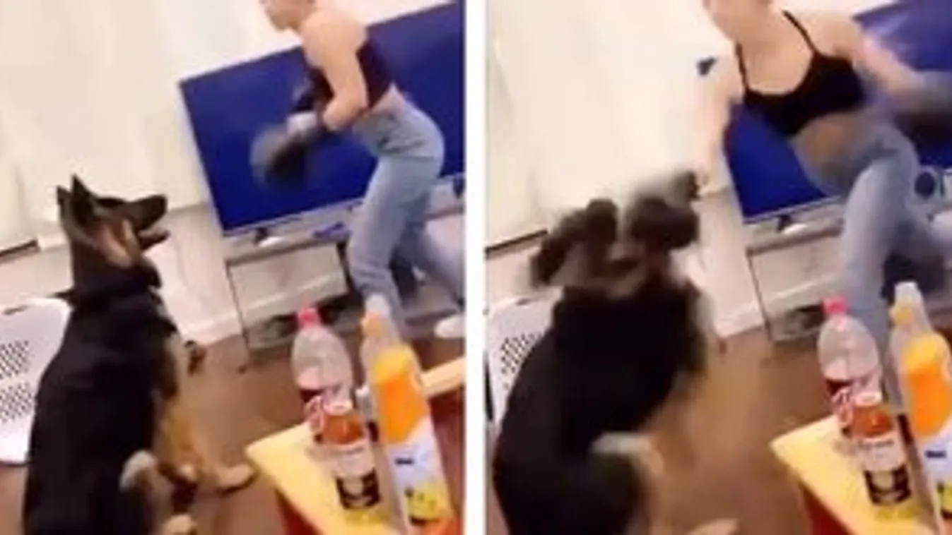 Videóra vették, ahogy egy nő tiszta erőből, bokszkesztyűvel püföli a kutyáját – videó