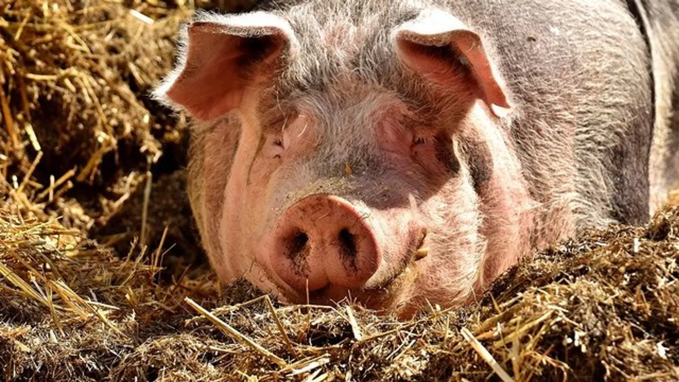 Élve falták fel saját disznói az istállóban összeesett gazdasszonyt