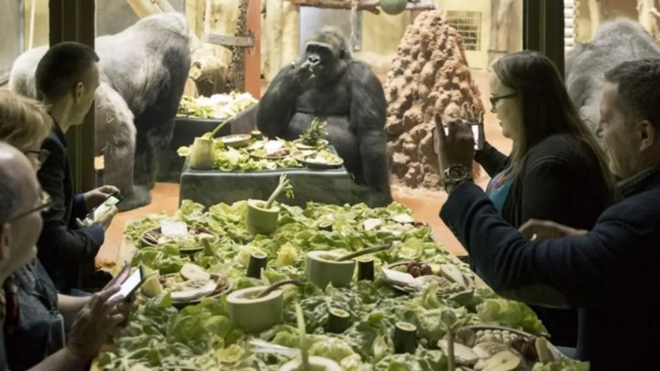 Nem mindennapi program: sztárokkal reggeliztek a gorillák
