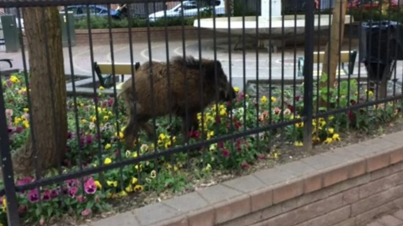 Vaddisznó kergettek Budapest belvárosában – videó
