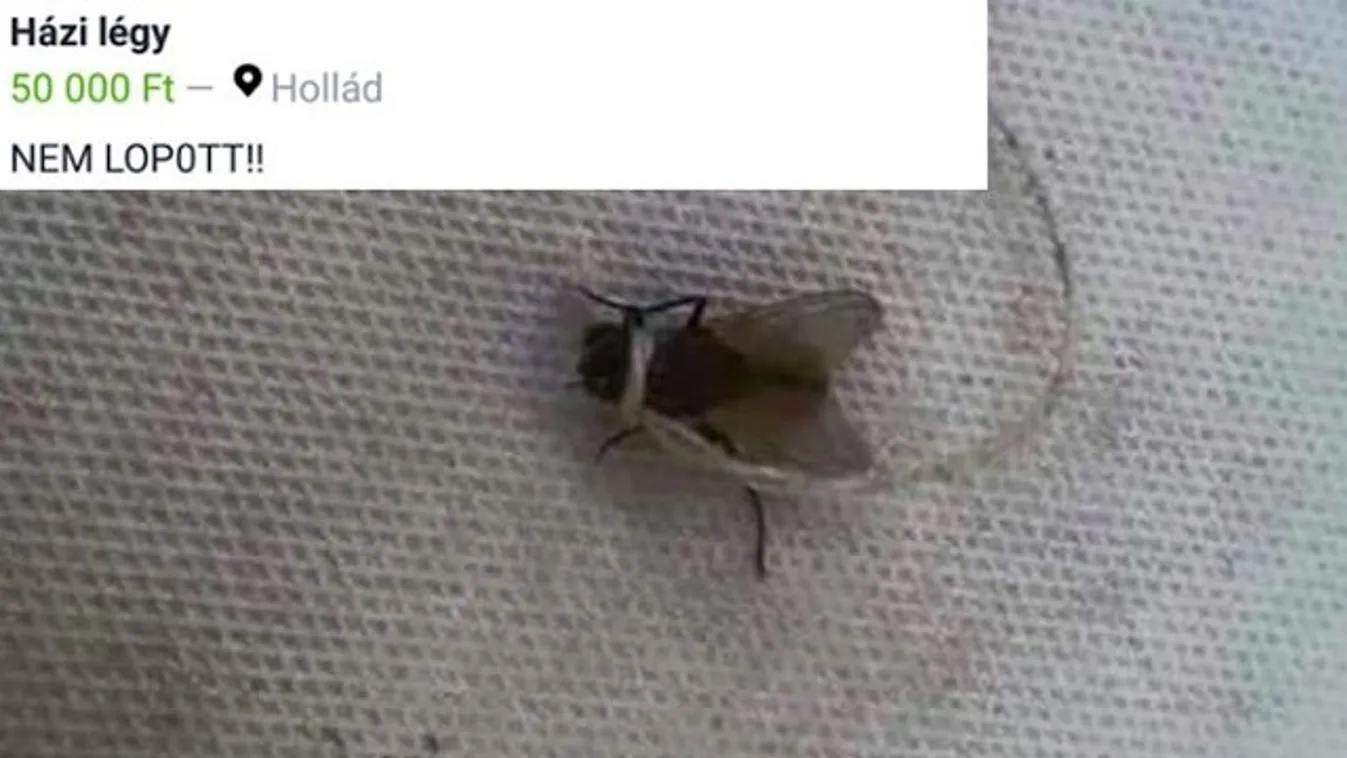 Ötvenezerbe kerül az idomított légy. Kérdés?