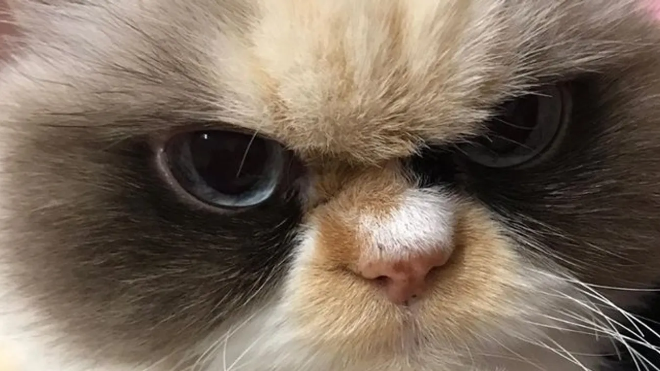 Végre megvan Grumpy Cat méltó utódja?