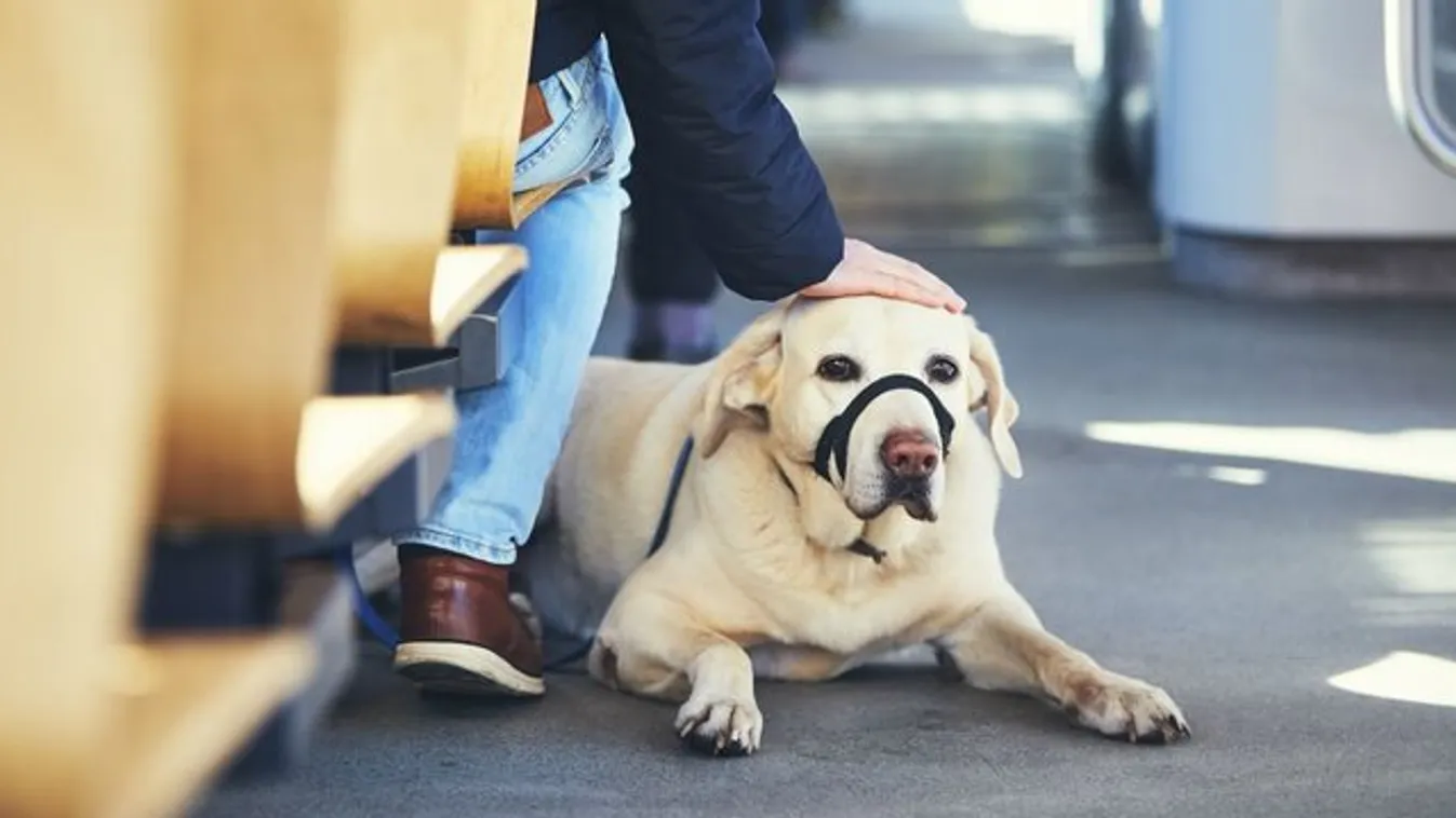 Vonattal utazhatunk kutyával külföldre, busszal nem
