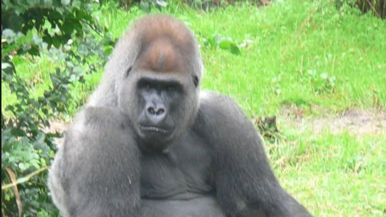 Nem vicc: az amerikaiak 5 százaléka egy halott gorillára szavazna