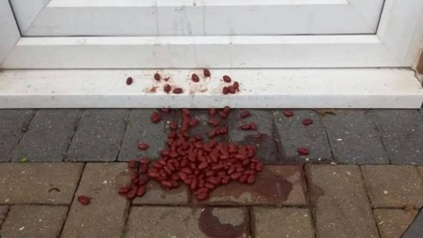 Babkonzervet talált az ajtaja előtt, sokkot kapott, amikor megtudta, mit jelent