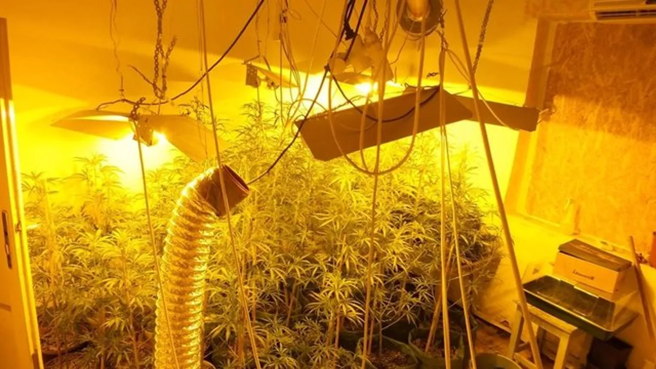 Az egyik szobában az anyja élt, a másikban a cannabist termesztette