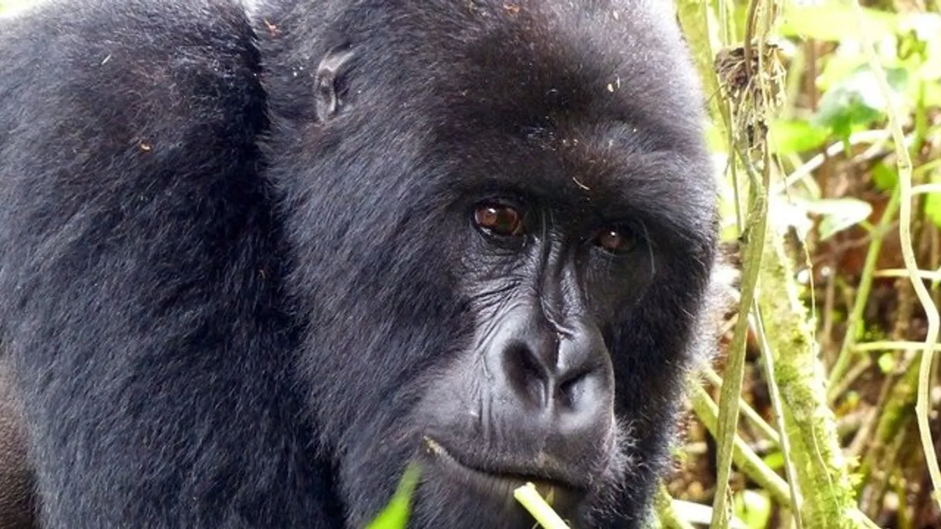 Szerelmest játszottak a fiú gorillák az állatkertben
