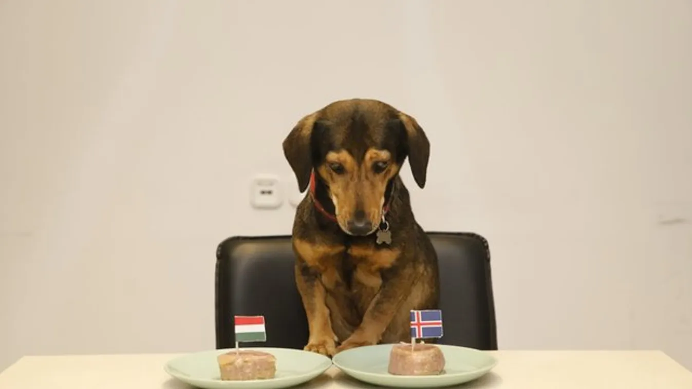 A magyarok sikerét jósolja Tubi