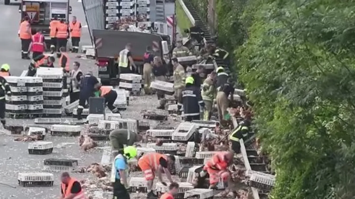 Most komolyan: mit keres hétezer csirke az autópályán? videó