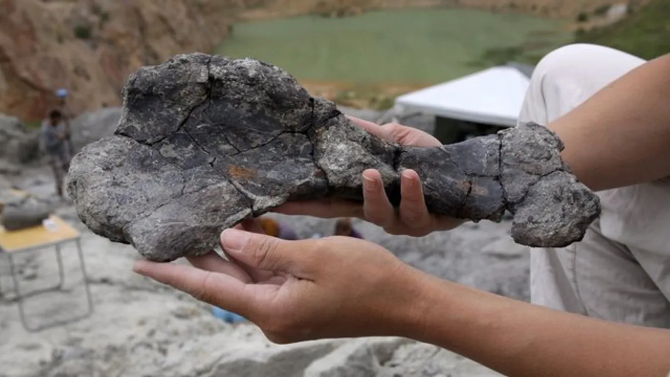 Szerették a társaságot a magyar dinoszauruszok