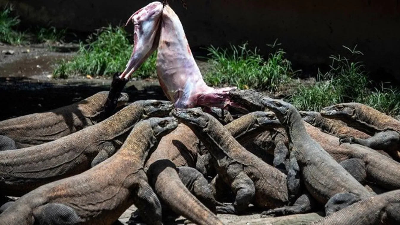 Egy évre lezárhatják a Komodo-szigetet a turisták előtt