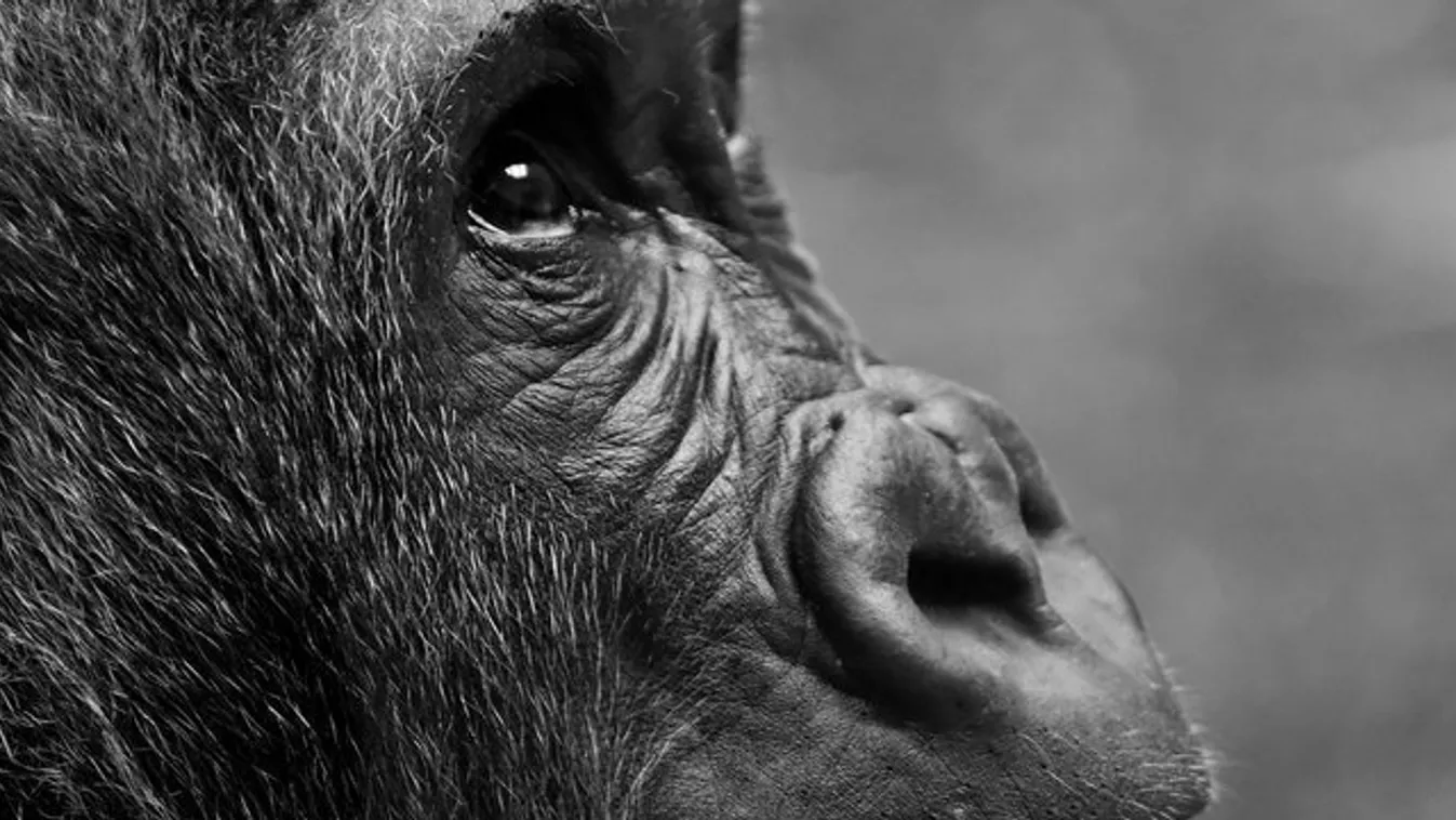 A járvány ellenére néhány nap alatt 48,5 millió dollárt kaszált a Godzilla vs. Kong