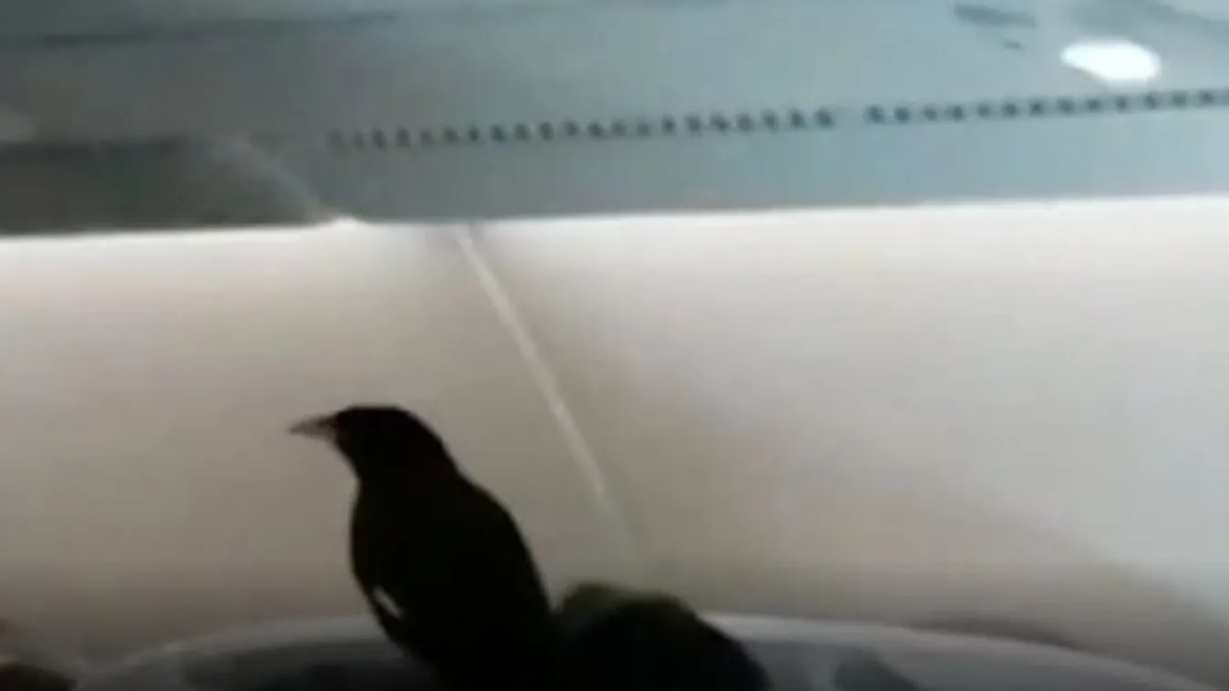 Potyautasként repült át egy madár a fél világon