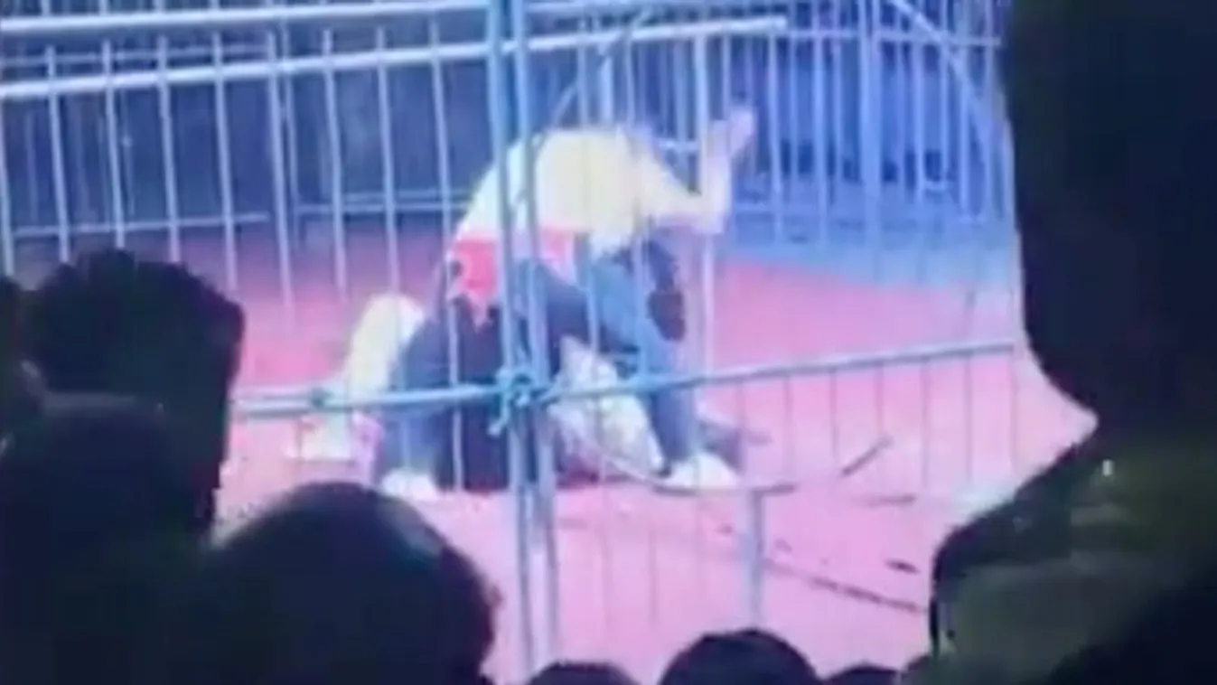 Horror a cirkuszban: Csaknem darabokra tépte a medve az idomárt – videó