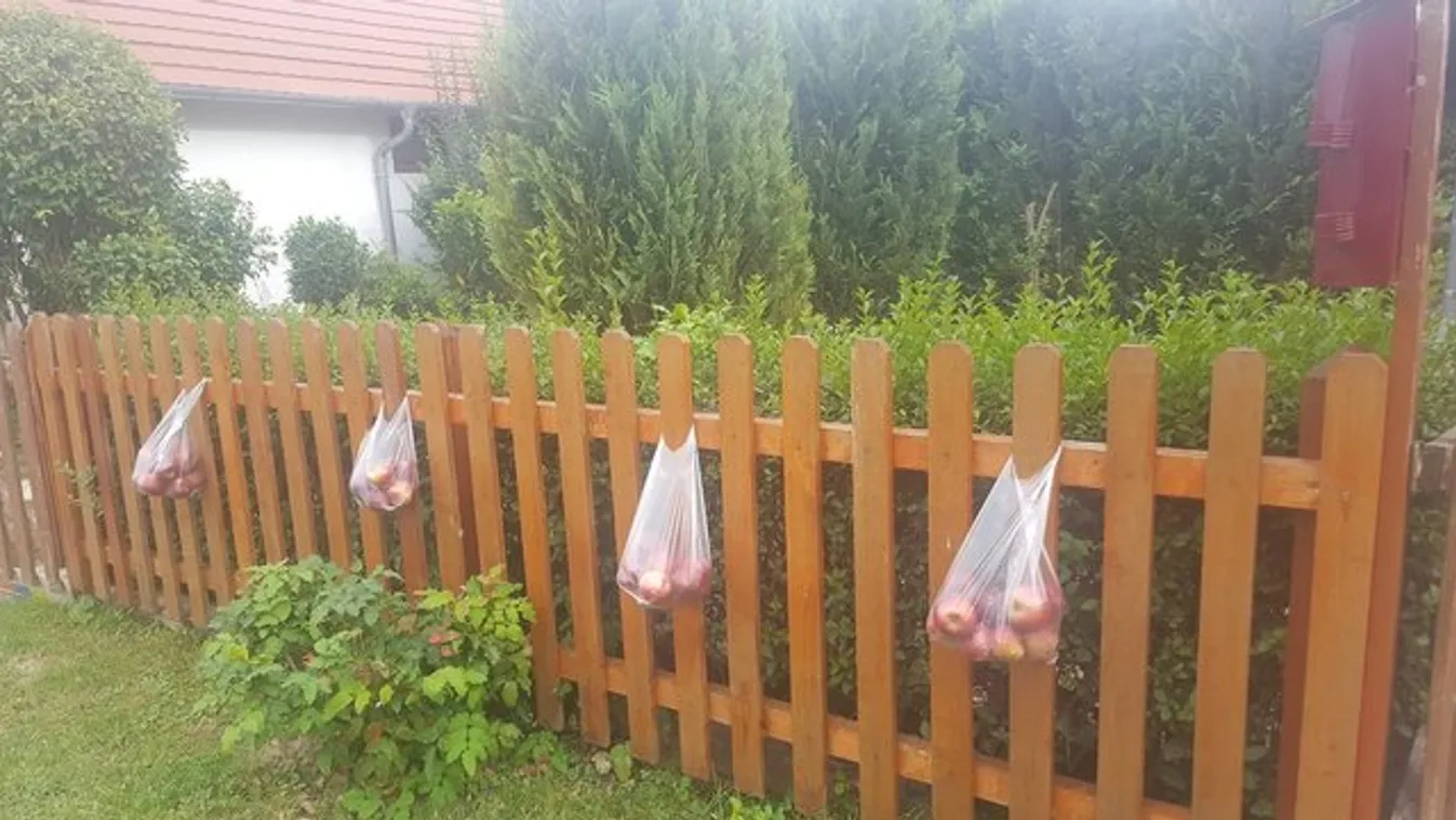 Kerítésen terem az alma Kéthelyen