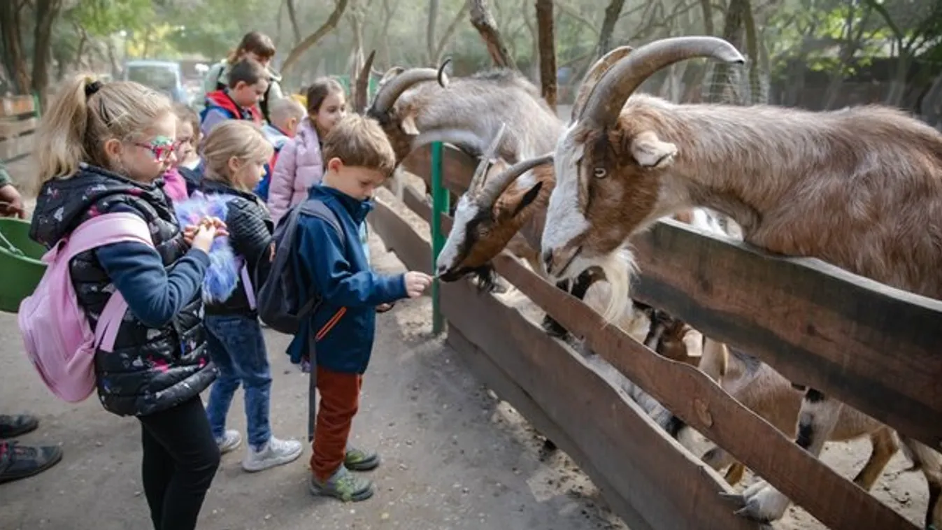 Arapapagáj lopja ki a gondozók fülbevalóját