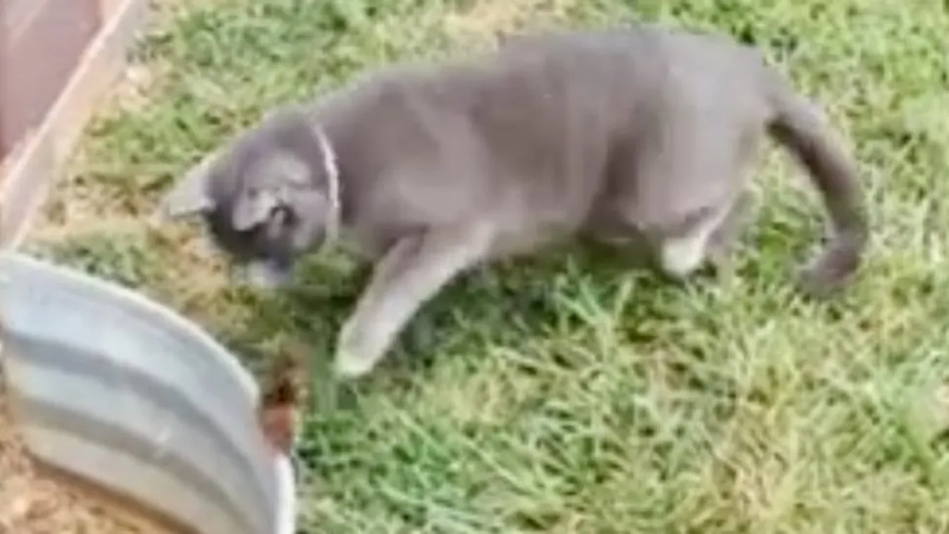 Palira vette a mókus a macskát - fergeteges videó