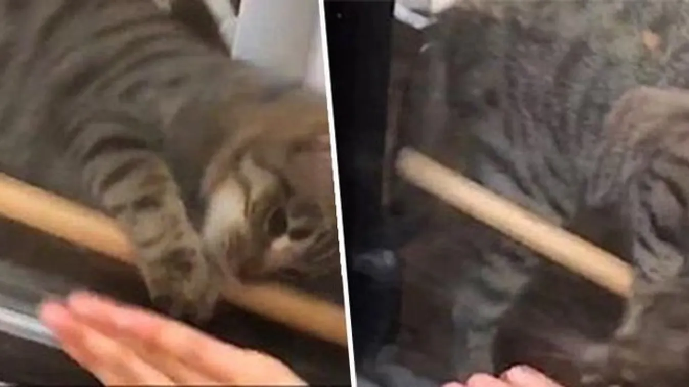 Ez a nő kizárta magát a lakásból, de szerencsére a macskája visszaengedte – videó