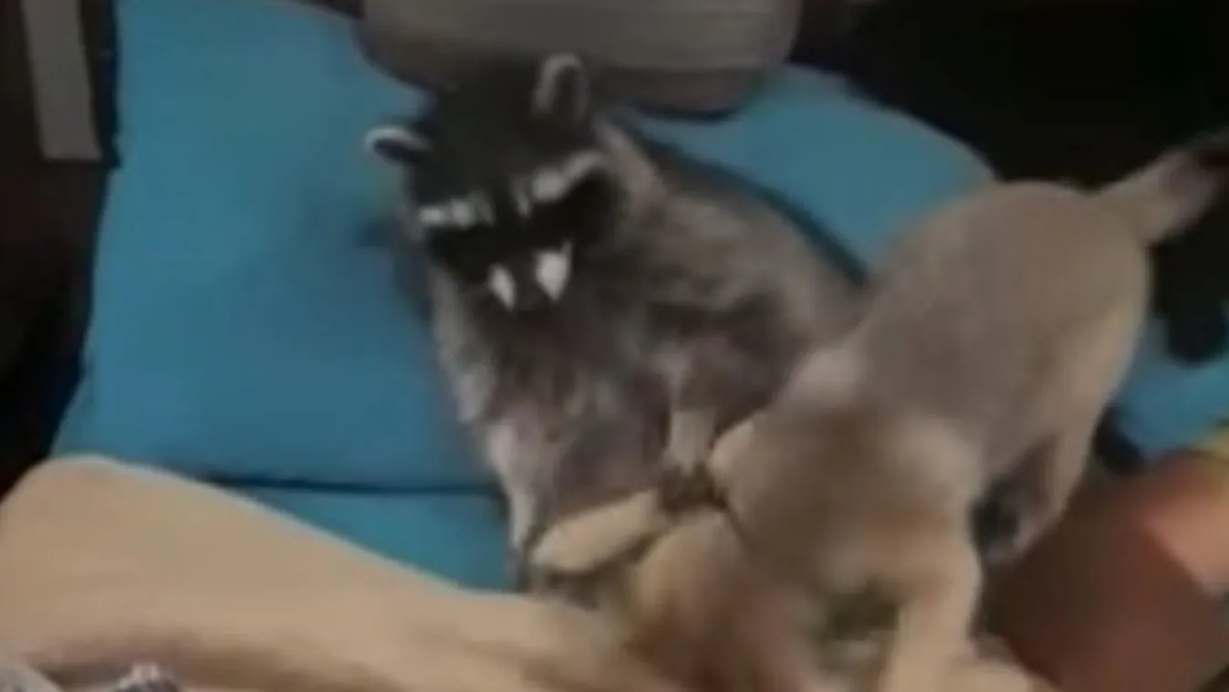 A rókával bunyózó mosómedvénél ma tuti nem lát cukibbat! videó