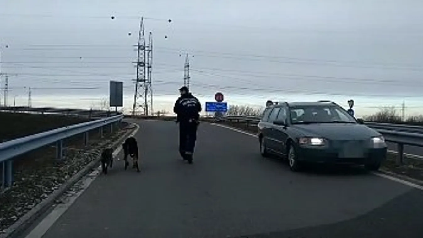 Rendőrök tereltek le két kóbor kutyát az M43-as autópályáról
