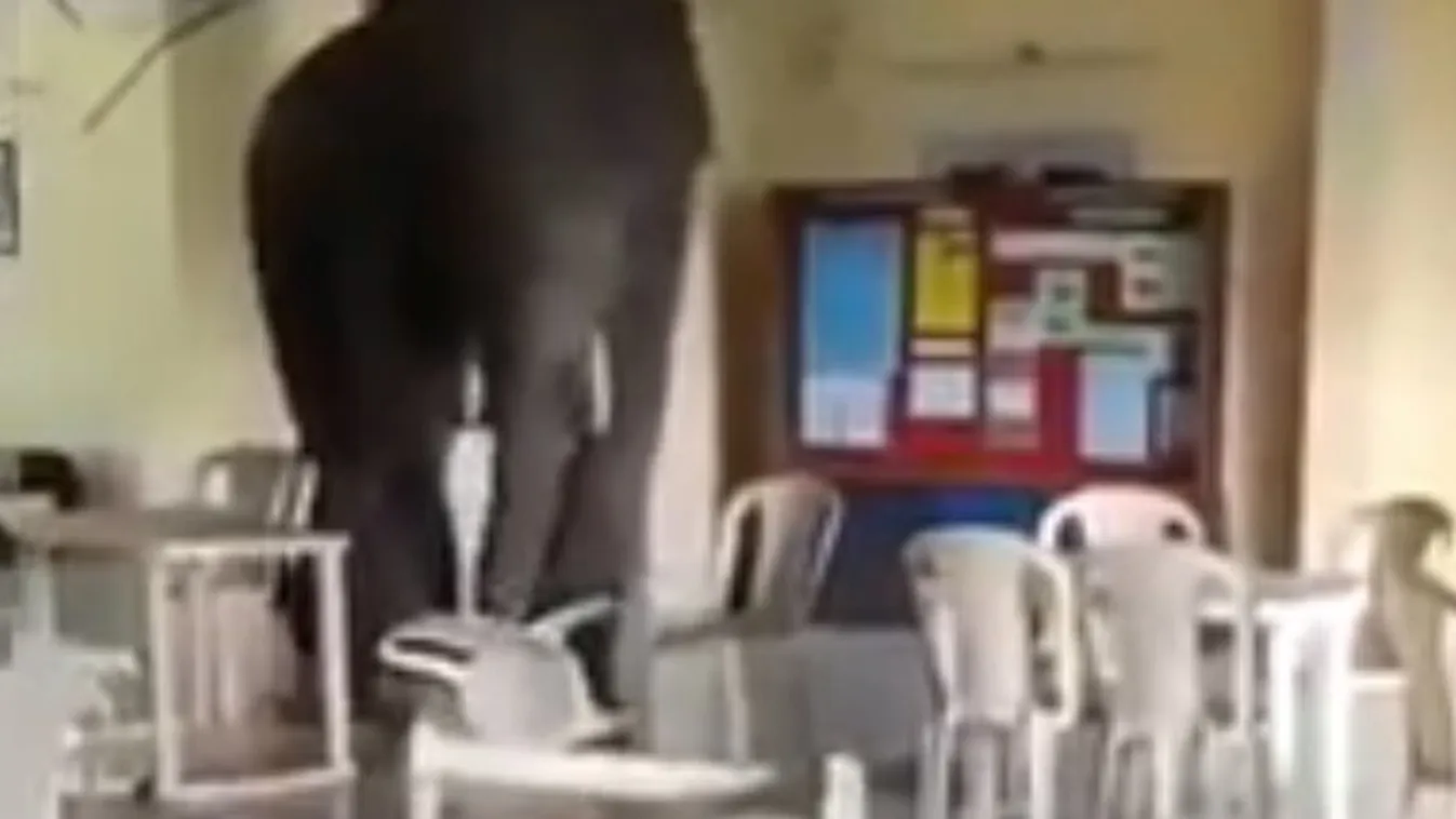 Ez nem egy vicc eleje - Mit tesz ha egy elefánt lép be az étkezdébe?