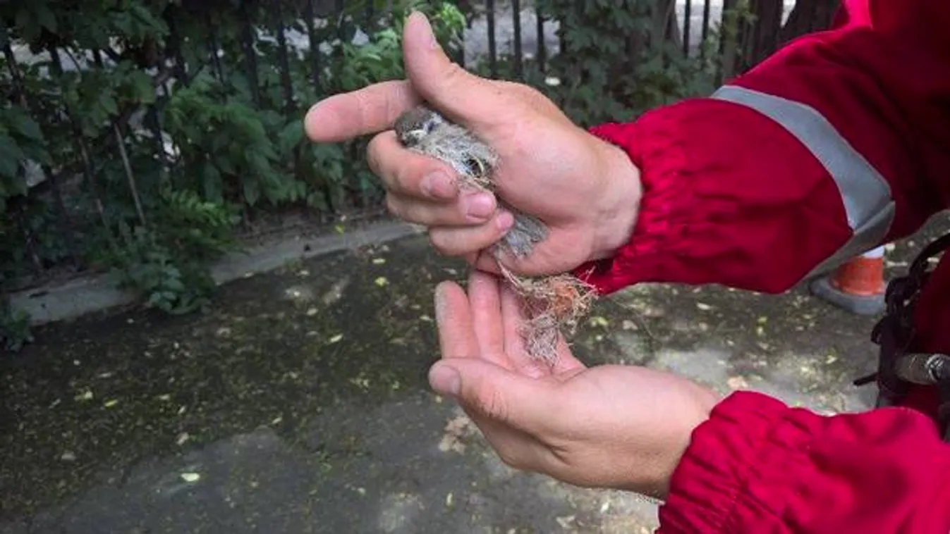 A katasztrófavédelem mentette meg a verébfiókát