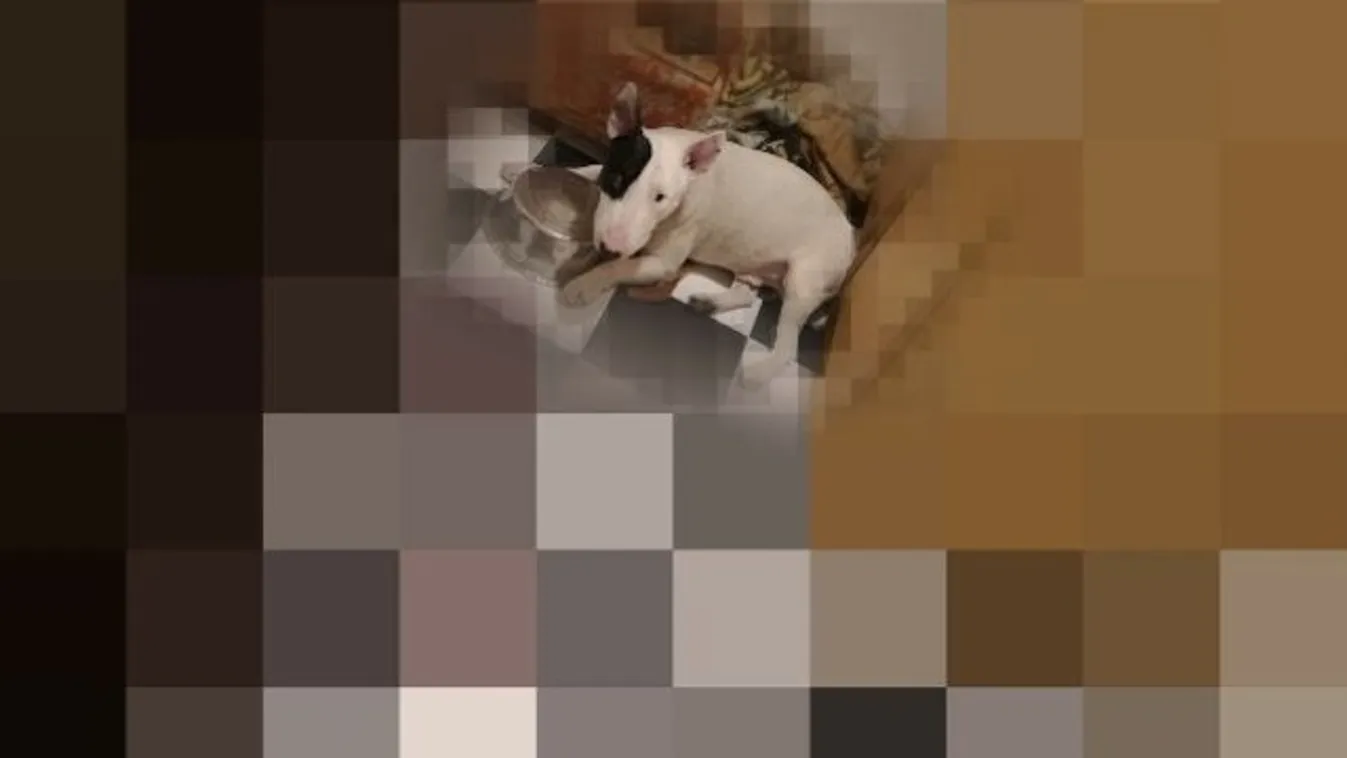 Dráma Angyalföldön! Bullterrier támadt anyára és gyerekeire