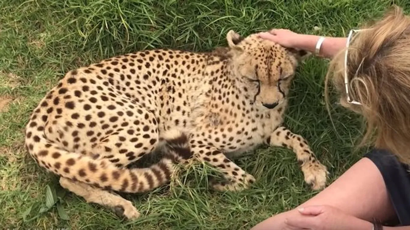 Ez a gepárd imádja, ha simogatják – videó