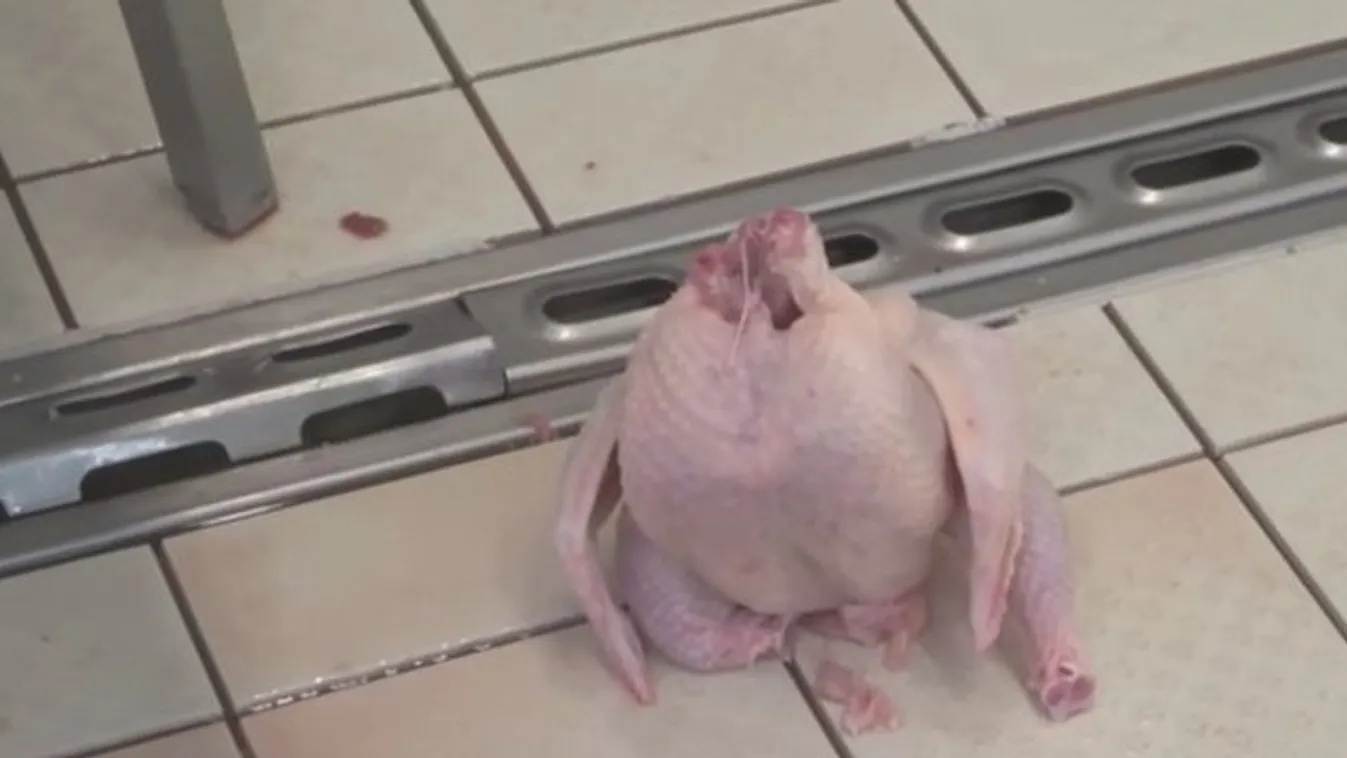 Horror a magyar vágóhídon: a padlón gyűltek a levágott csirkék csomagolás előtt - videó