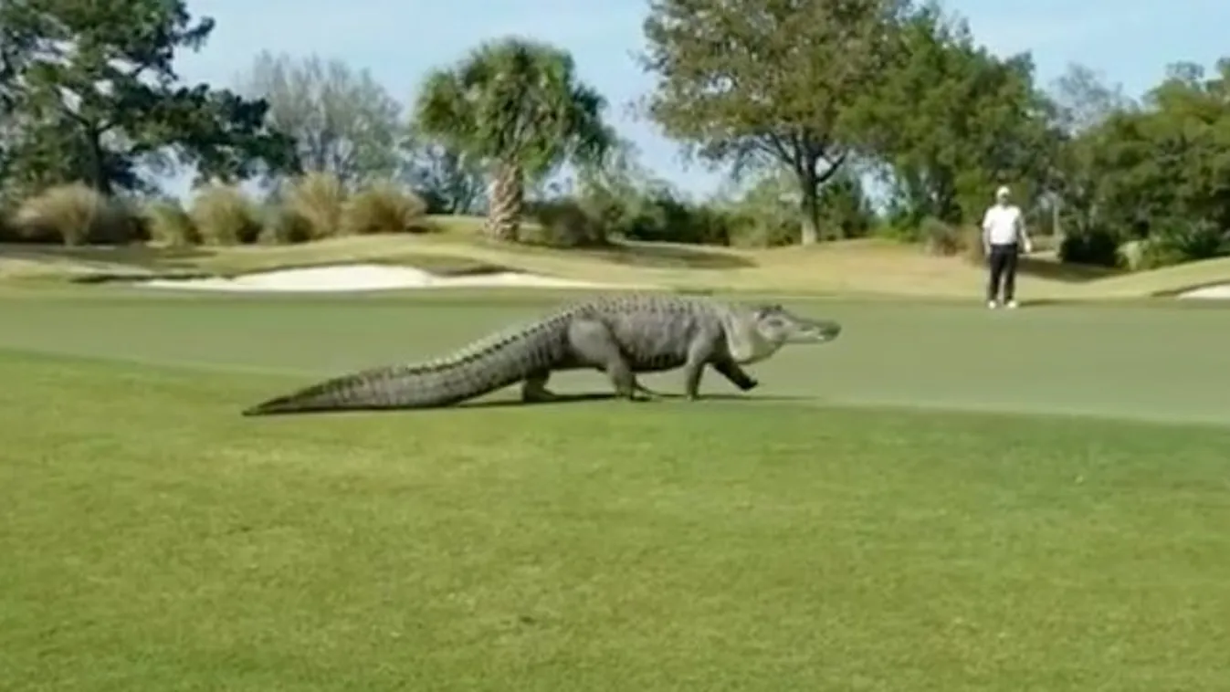 Gigászi aligátor hozta a frászt a golfozókra - videó