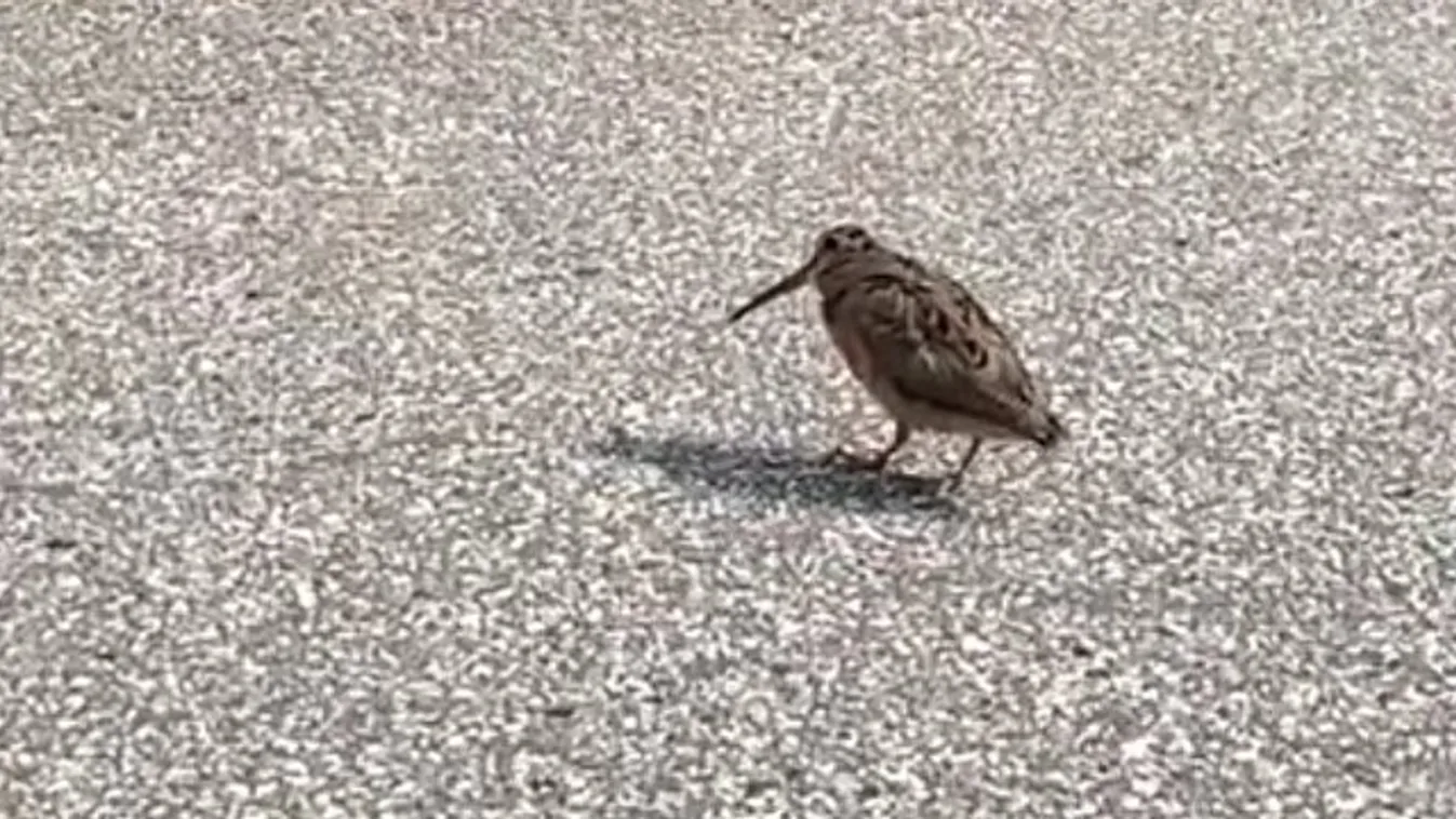 Ennek a madárnak tuti rokona Jacko vagy Mick Jagger, olyan táncot tol! videó