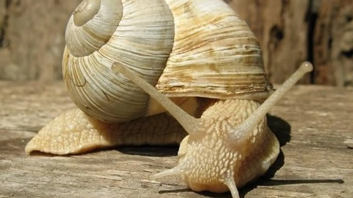 Kéjgázt pukiznak a csigák