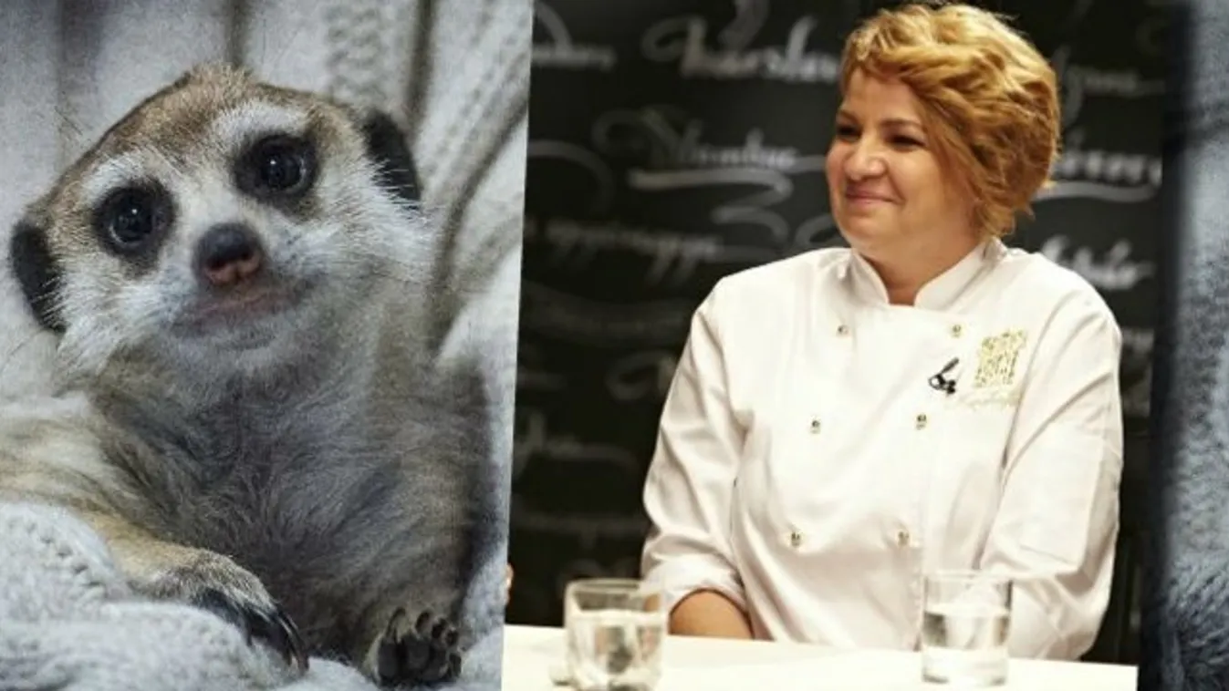 Szurikáta-ügy: A Konyhafőnök nyertese valószínű most is kiakaszt pár embert