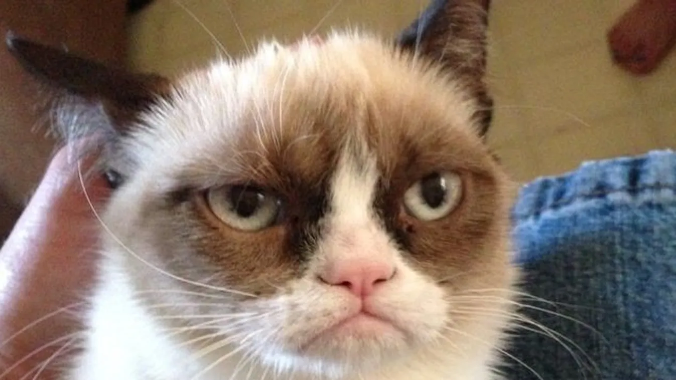 Jaj ne! Elpusztult mindenki kedvenc morcos cicája, Grumpy Cat