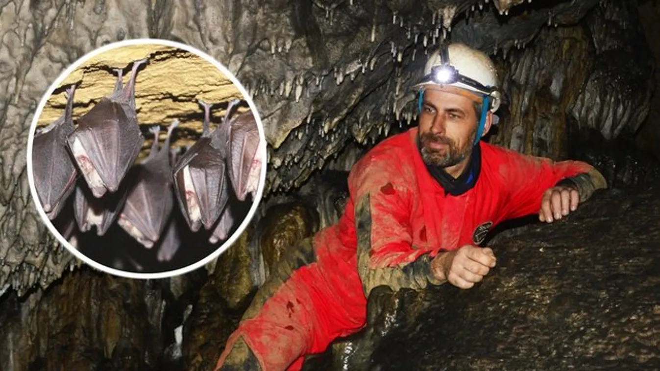 Hétköznapi hős: denevérmentés lett Mészi hobbija