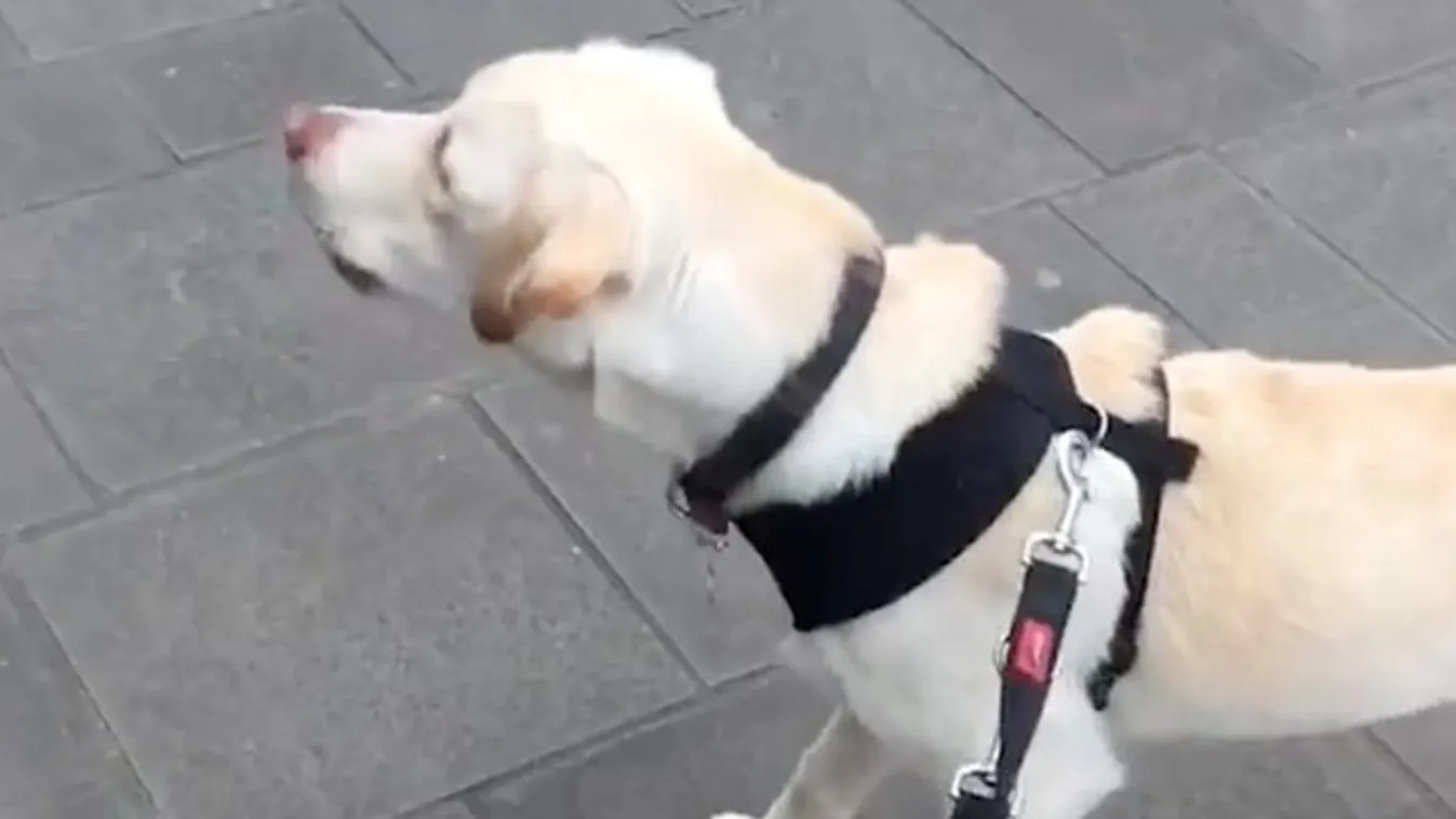 Ezt látni kell: így ugatja meg a labrador a falra festett kutyát - videó