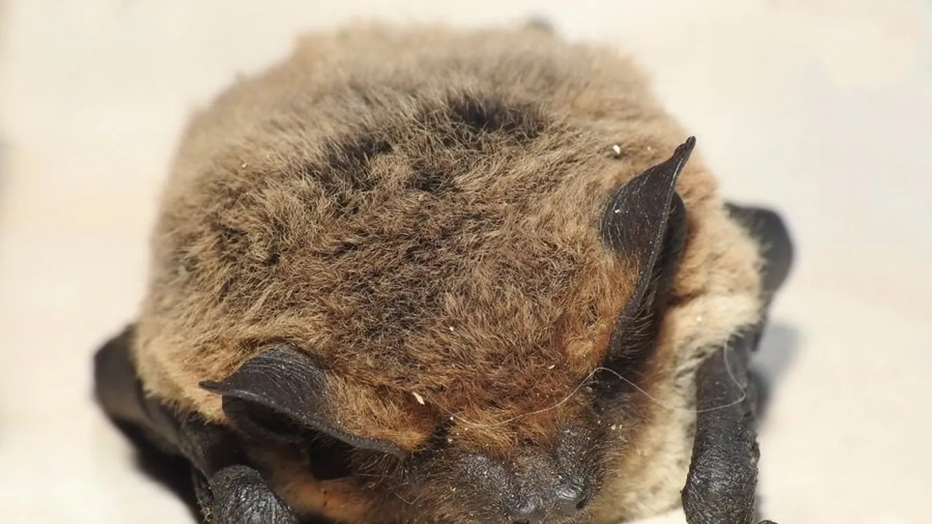 Újabb denevérpusztítás történt, figyelmeztetést adott ki a nemzeti park