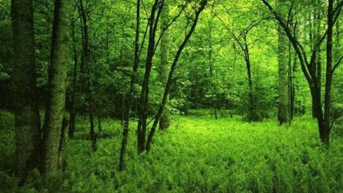 Horror hallucináció - 12 éves lány késelt az erdőben