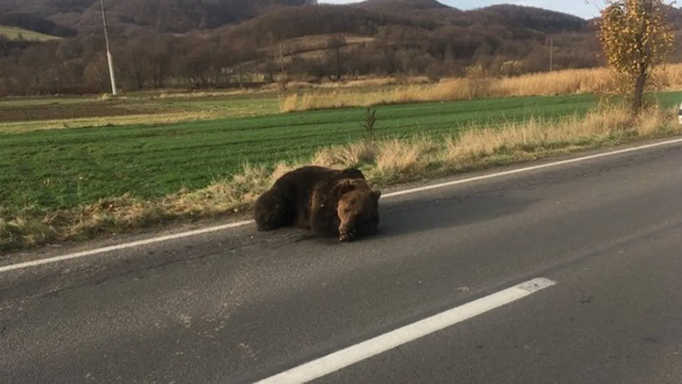 Egy napig szenvedett a medve