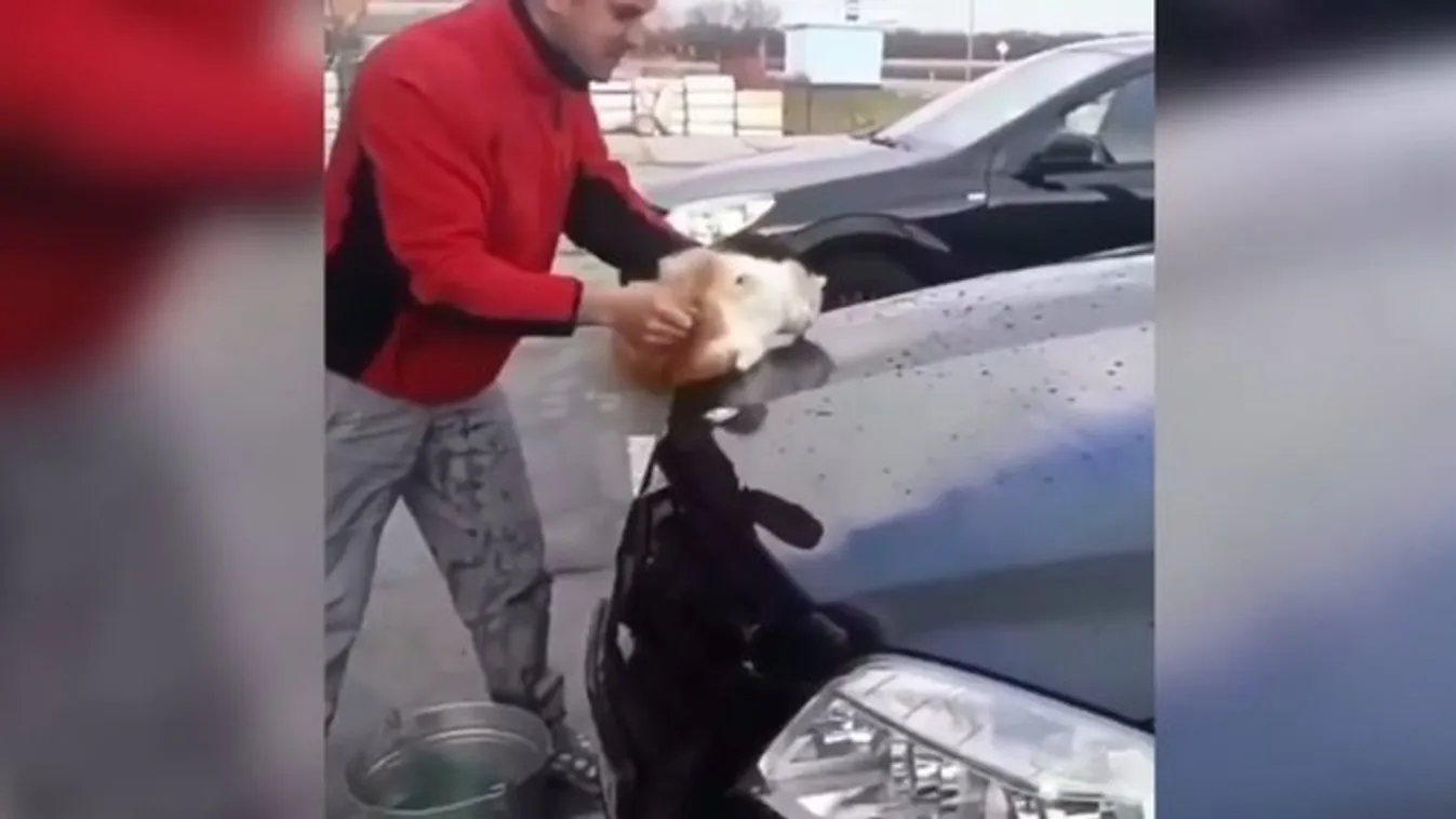 Kiakadt a fél világ: elképesztő, mit tett az autója alatt talált macskával - videó