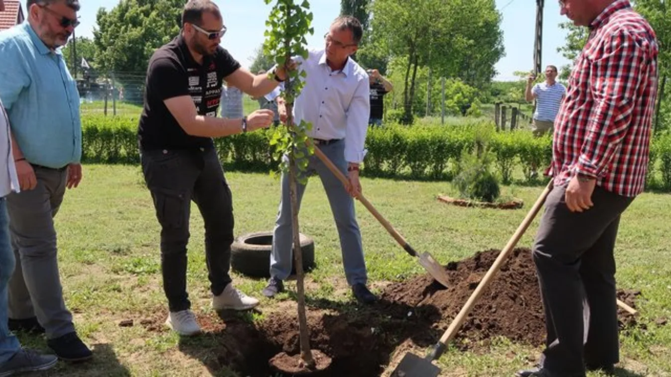 Minden dobogós helyezése után elültet egy fát