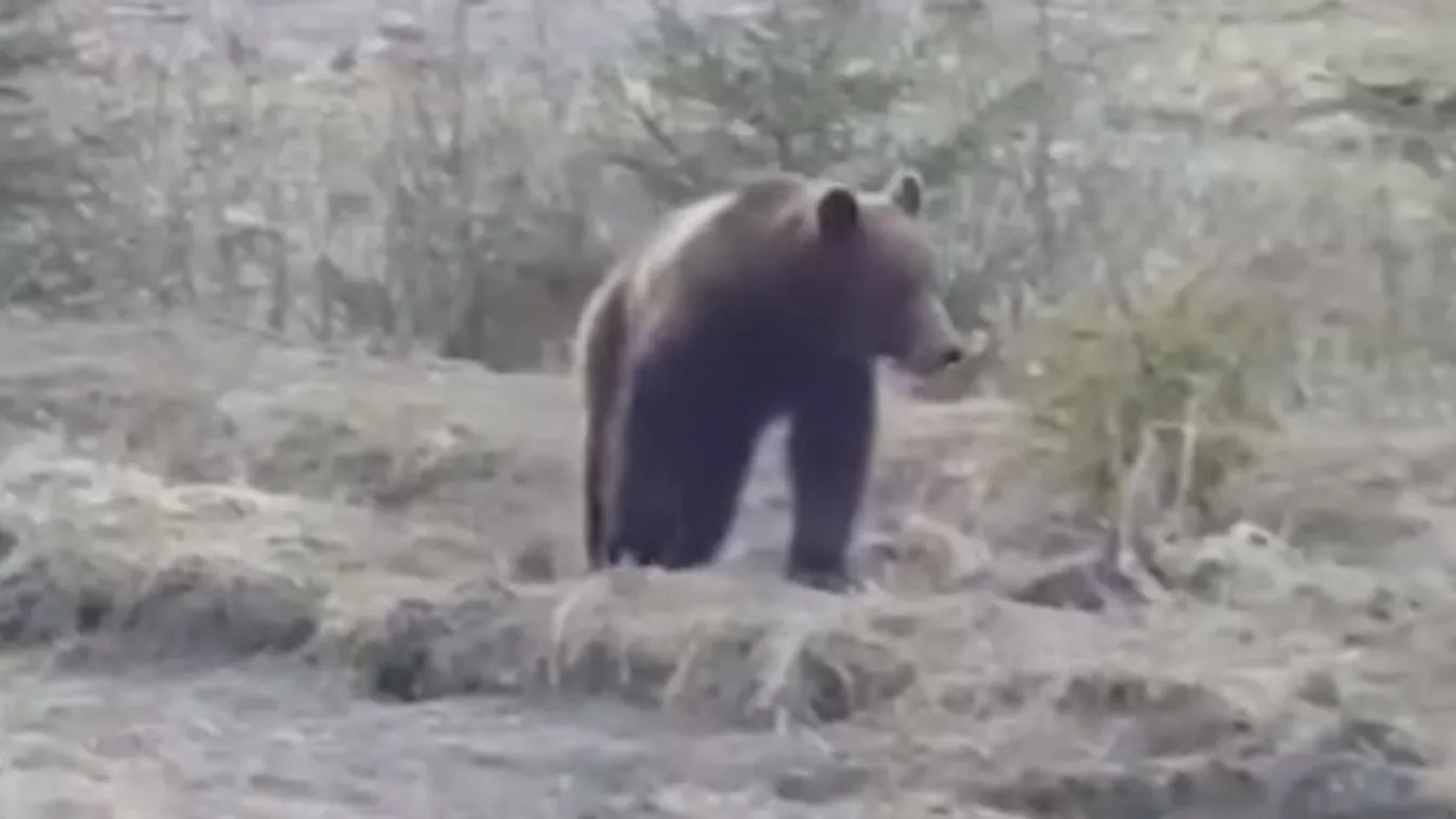 A hargitai medvéket hidegen hagyja a koronavírus – videó