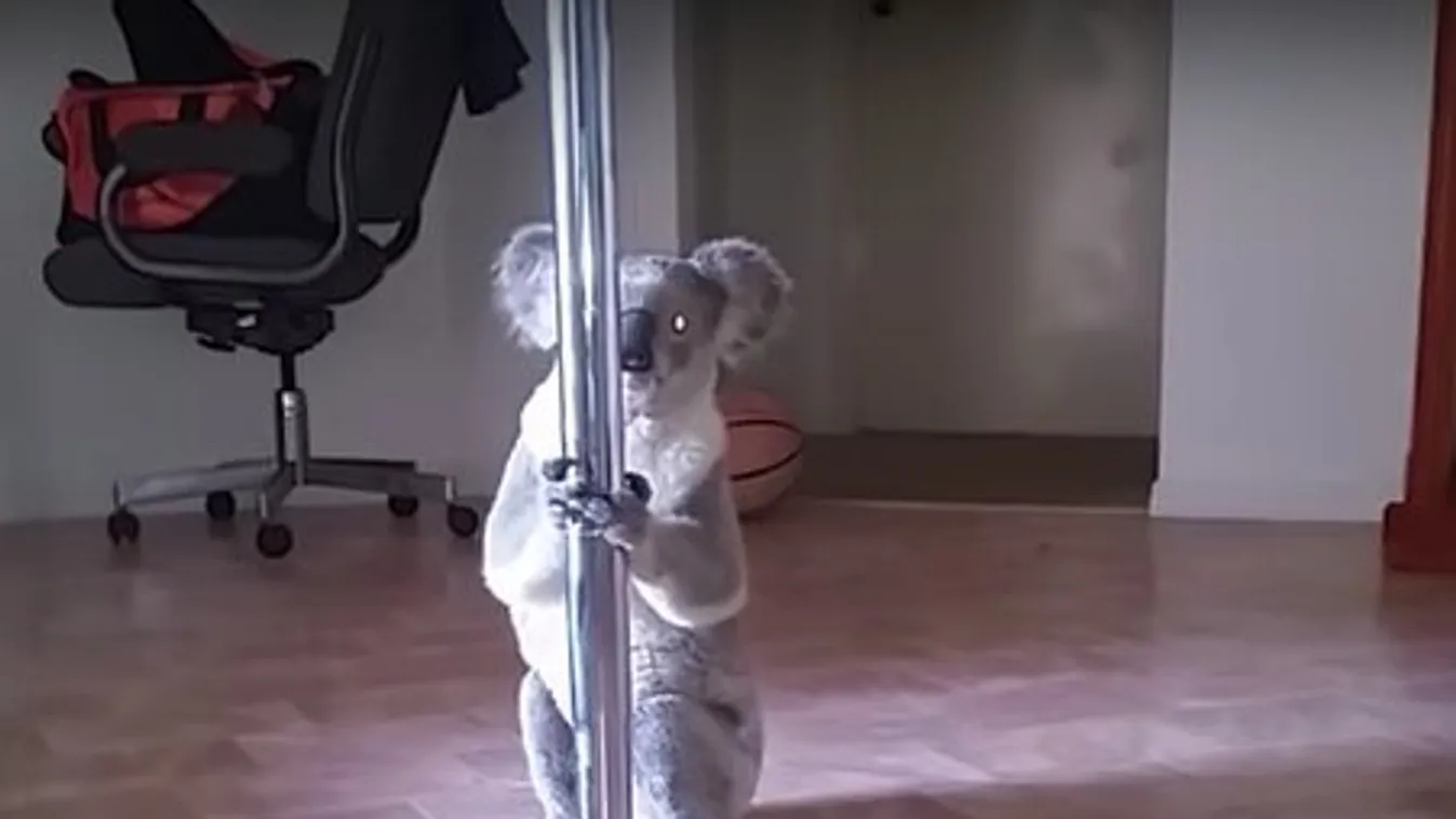 Lebukott a rúdtáncos koala – videó