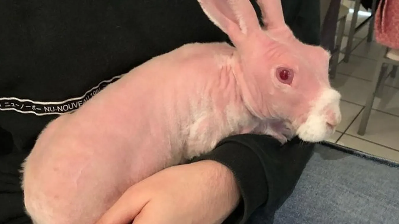 Világsztár lett az adományt gyűjtő kopasz nyúl