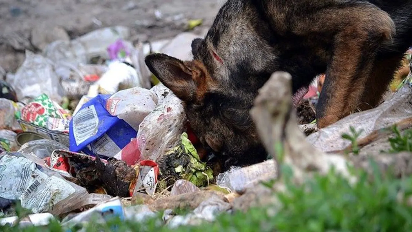 Megdöbbentő! Döglött kutyákat találtak az egyik sárospataki állatmenhely hűtőjében