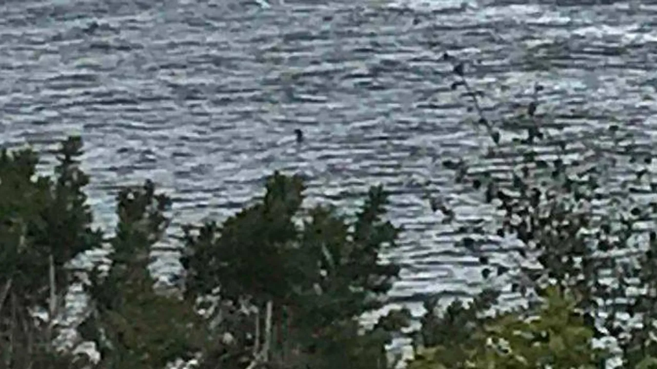 Itt az eddigi legjobb kép a Loch Ness-i szörnyről – egy 12 éves kislány kapta el a tökéletes pillanatot – fotó